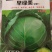 进口甘蓝种子，圆包菜种子，可大面积种植！基地专用