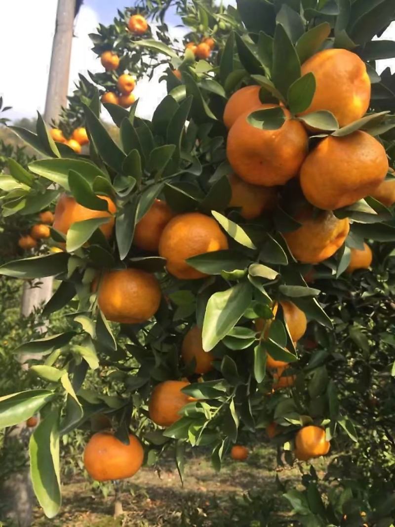 碰柑碰柑鲜果储存果产地大量供应货源充足保质保量