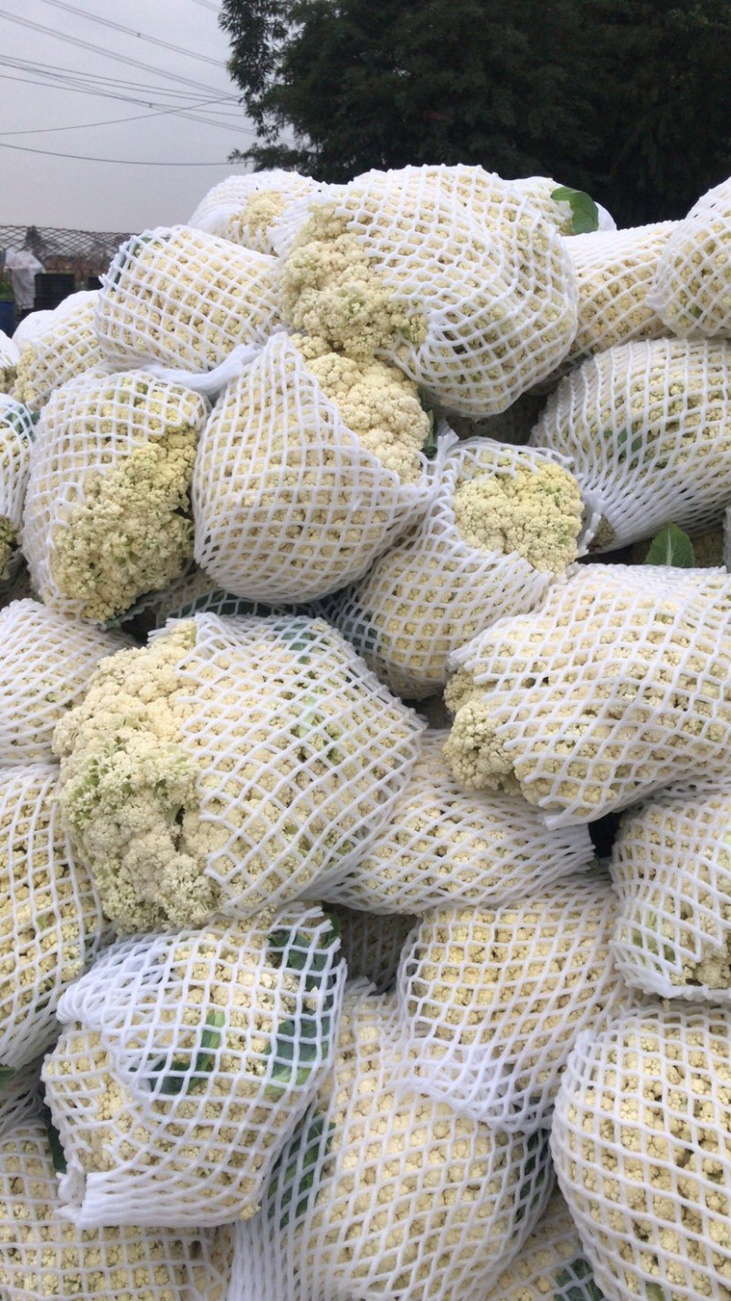 瑞安市登明蔬菜专业合作社