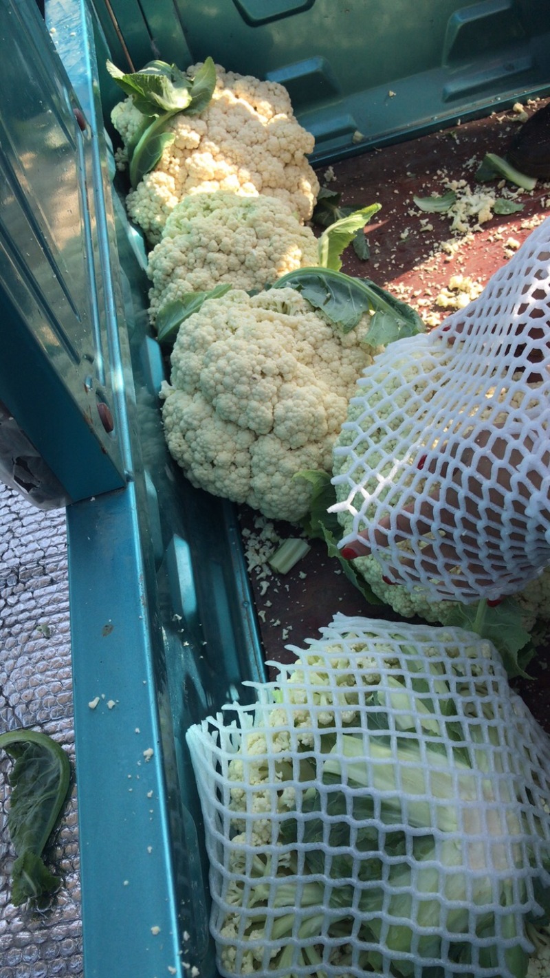 瑞安市登明蔬菜专业合作社