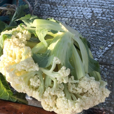 瑞安市登明蔬菜专业合作社