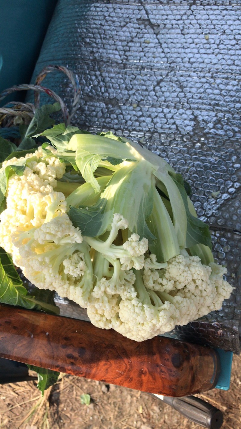 瑞安市登明蔬菜专业合作社