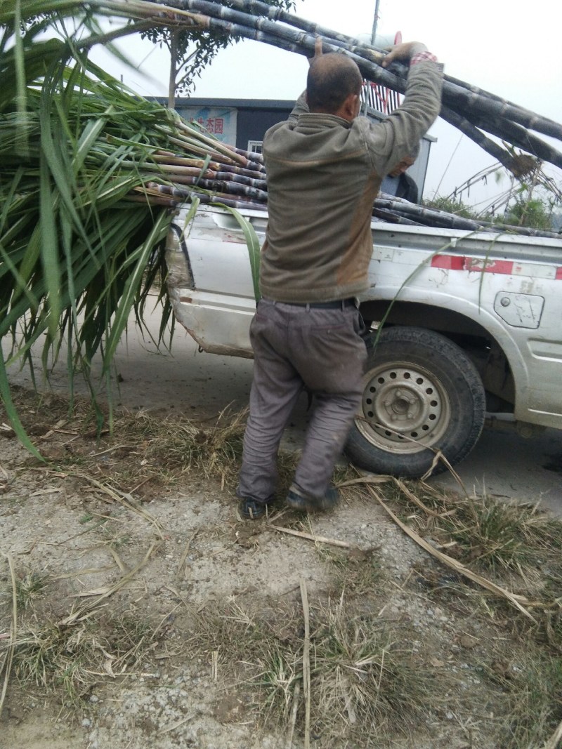 黑皮甘蔗脆甜多汁色泽好