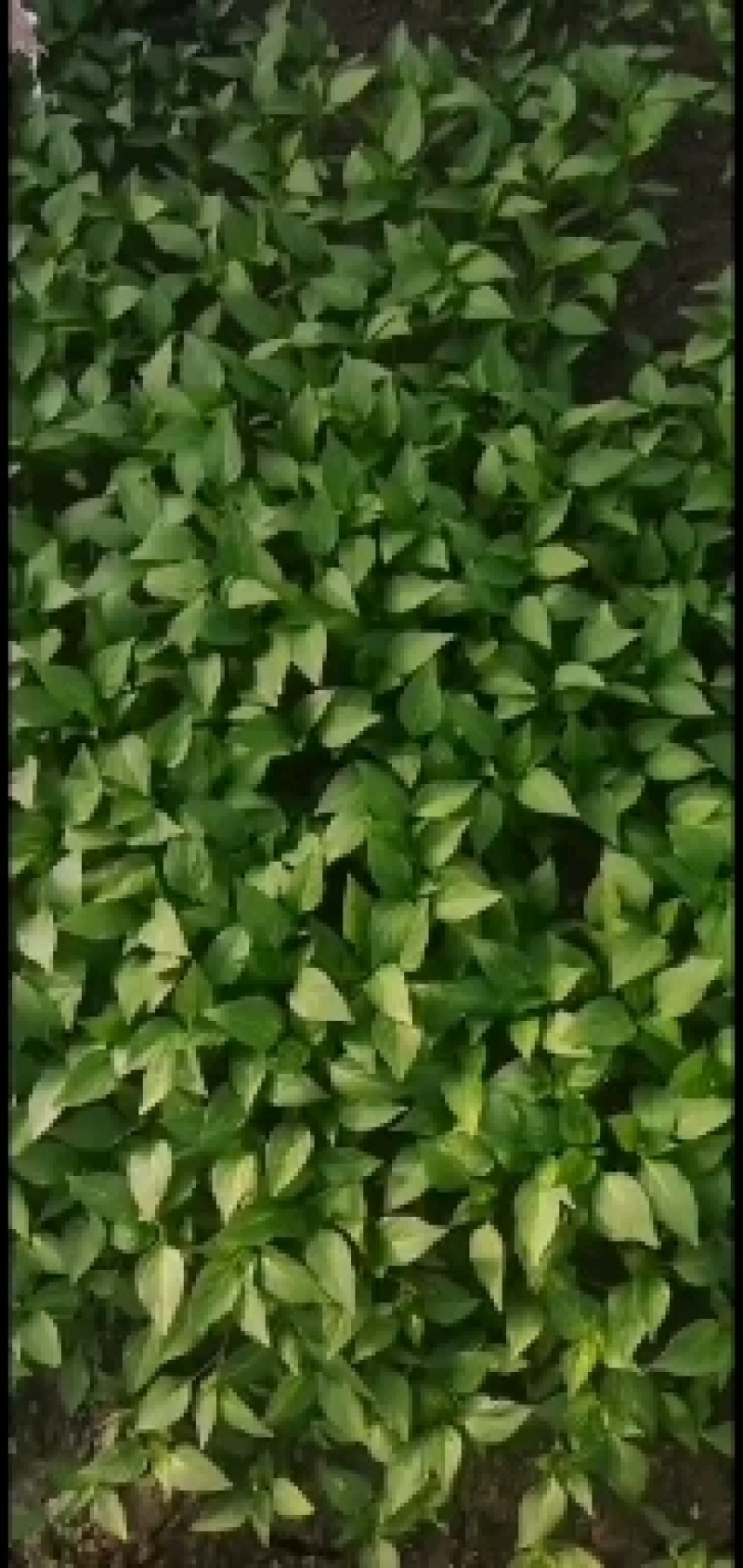 线椒苗二荆条辣椒苗公司专用品种高产高抗病早熟