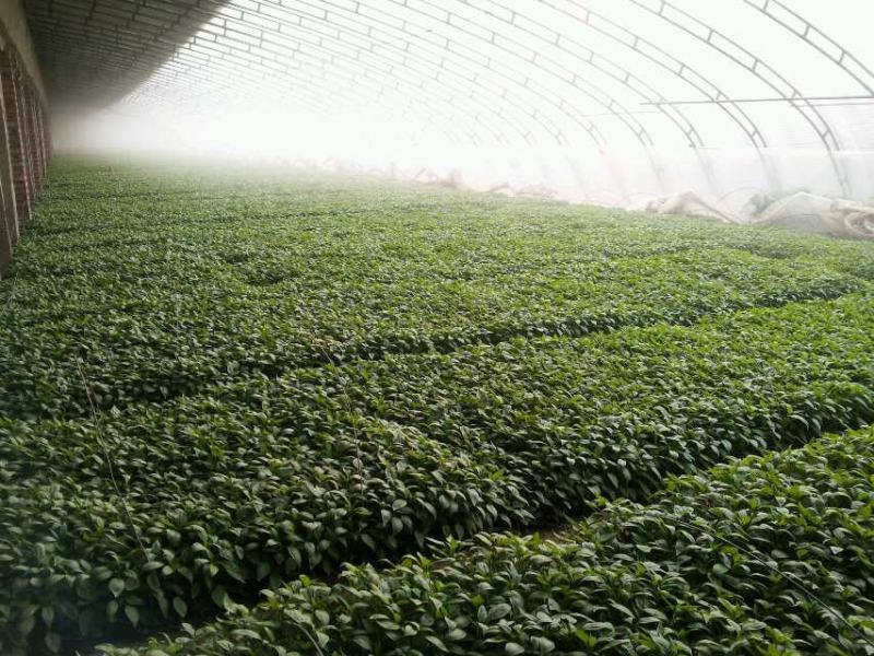 线椒苗二荆条辣椒苗公司专用品种高产高抗病早熟