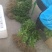 线椒苗二荆条辣椒苗公司专用品种高产高抗病早熟