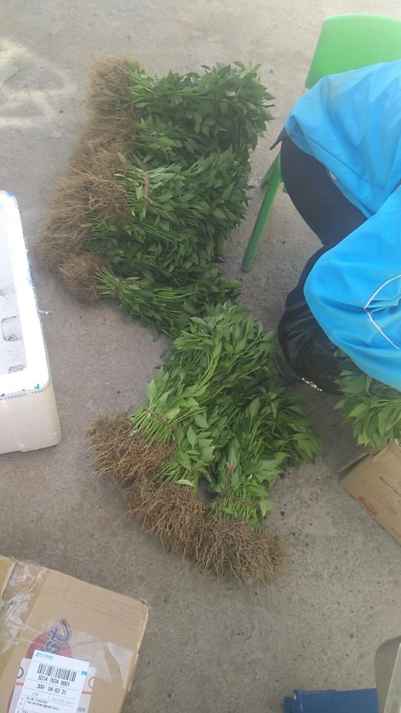 线椒苗二荆条辣椒苗公司专用品种高产高抗病早熟