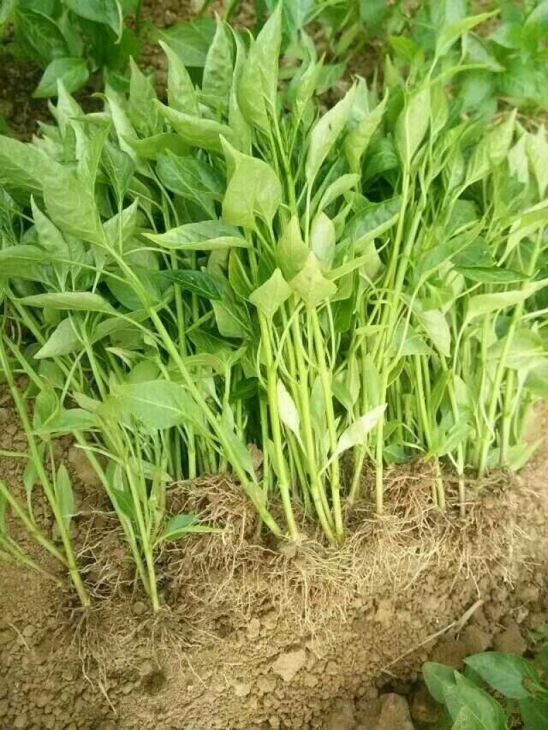 线椒苗二荆条辣椒苗公司专用品种高产高抗病早熟