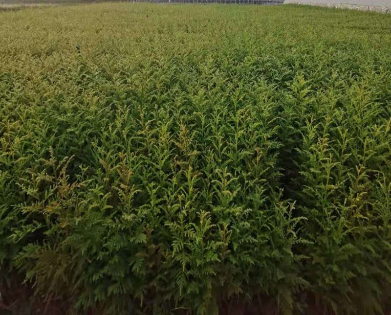 大袋柳杉苗，小袋柳杉苗，苗圃直销，证件齐全