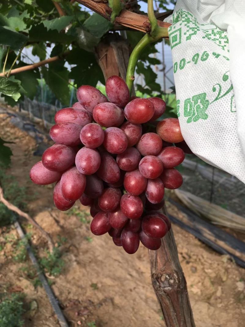阳光玫瑰，阳光十三，香印青提，红玫瑰富士之辉，葡之梦