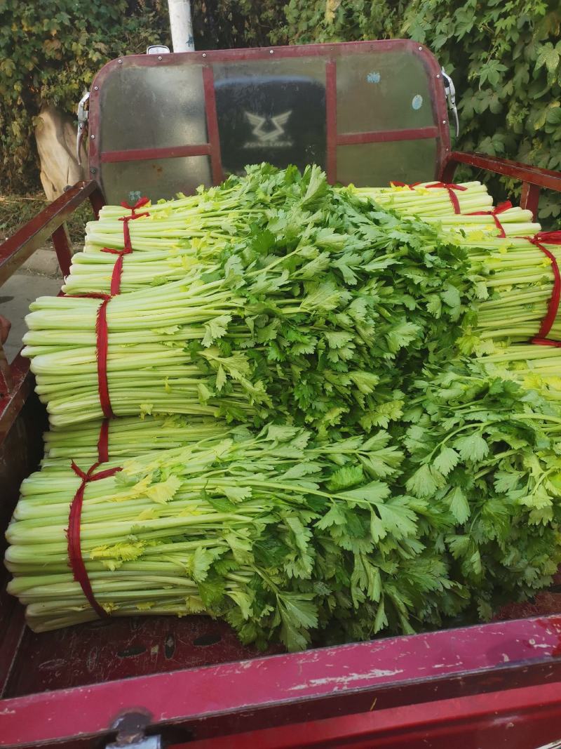 新野精品大棚芹菜大量上市中，质量好价格低有需要的联系。