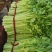 新野精品大棚芹菜大量上市中，质量好价格低有需要的联系。