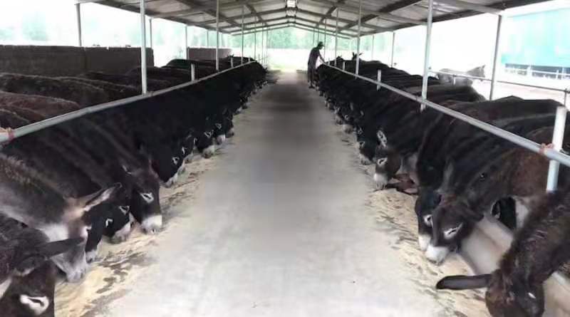 热销、德州驴、驴苗、肉驴大量供应！长势快出肉率高！