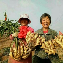 【河南大黄姜】电商货/沙土姜/水洗姜/风干姜坏烂包赔