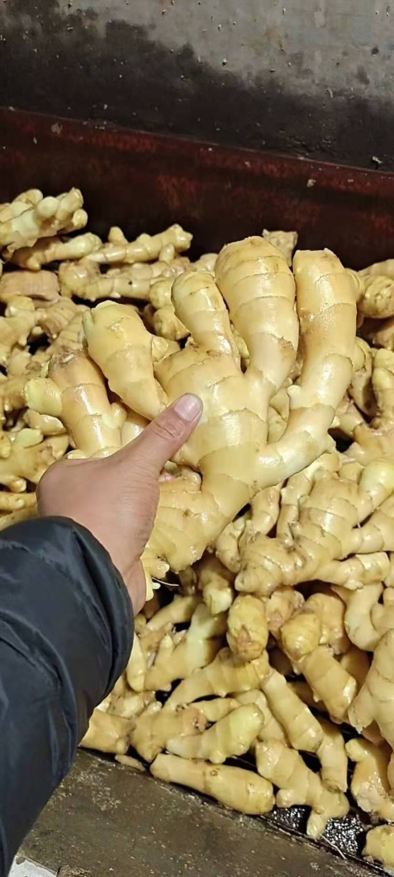 想做生姜批发不知道怎么做