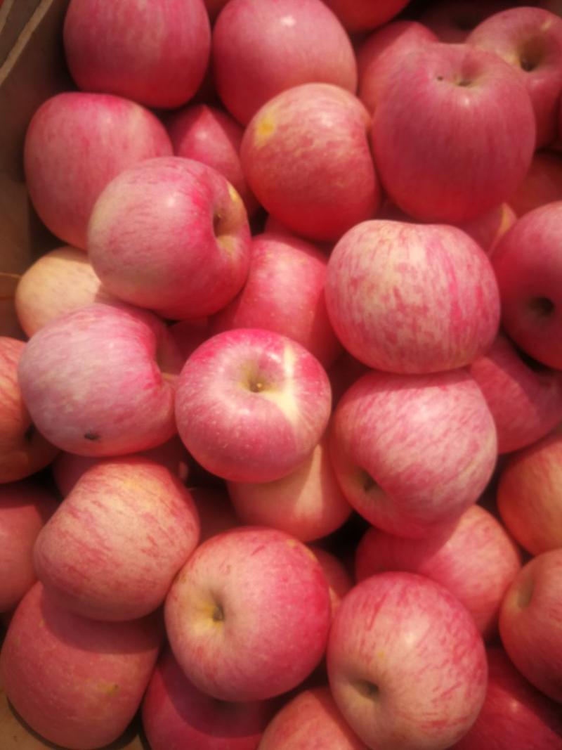 红富士苹果大量出库没有客商收购急坏了果农，欢迎全国客商前