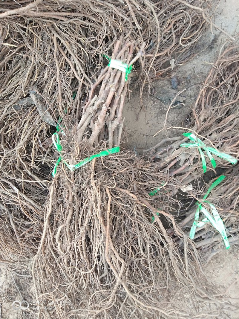 正综蜜光葡萄苗，早熟大粒脆甜玫瑰香味，保纯保活，基地直发