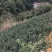 广东巴戟藤巴戟苗，两年苗长势好，适宜大规横种植用，欢迎批发