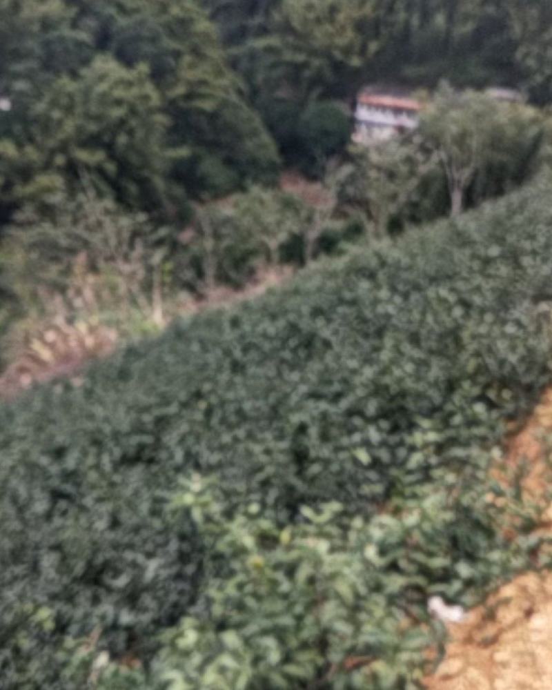 广东巴戟藤巴戟苗，两年苗长势好，适宜大规横种植用，欢迎批发