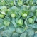 山东省日照莒县大头菜