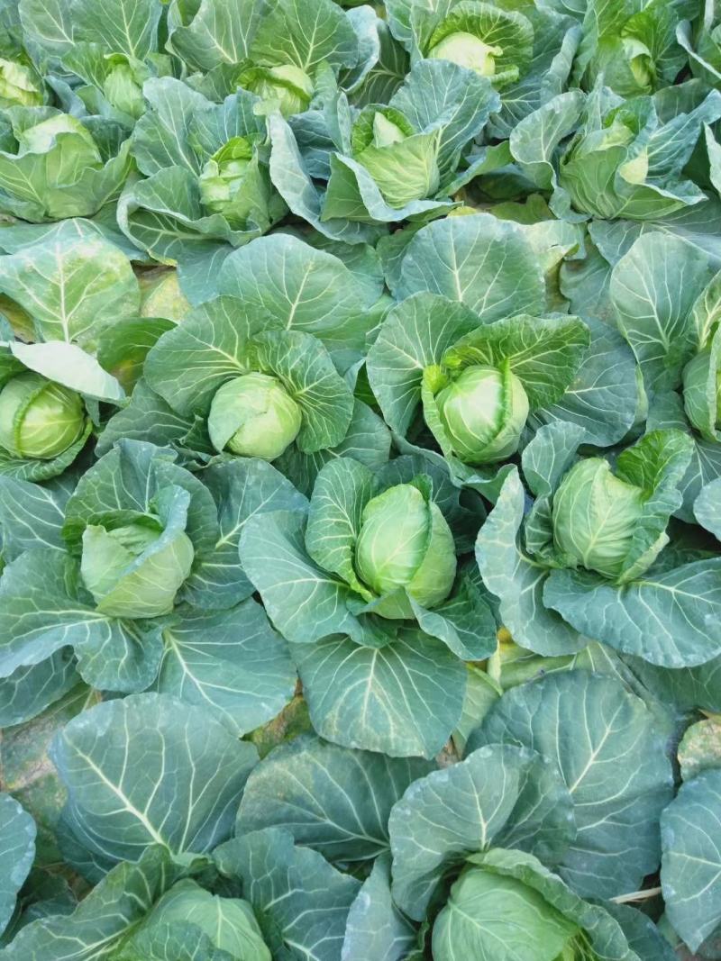 山东省日照莒县大头菜