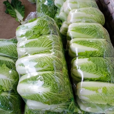 大白菜，北京三号白菜，大量供应中，质量好，价格便宜
