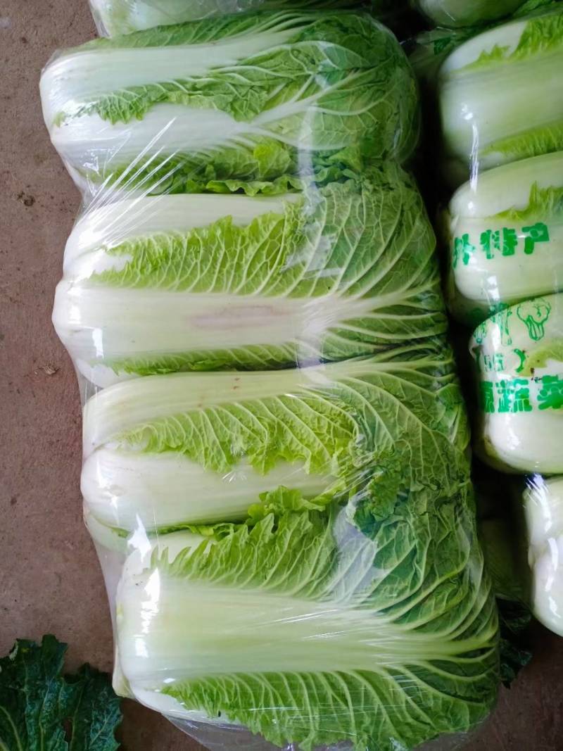 大白菜，北京三号白菜，大量供应中，质量好，价格便宜