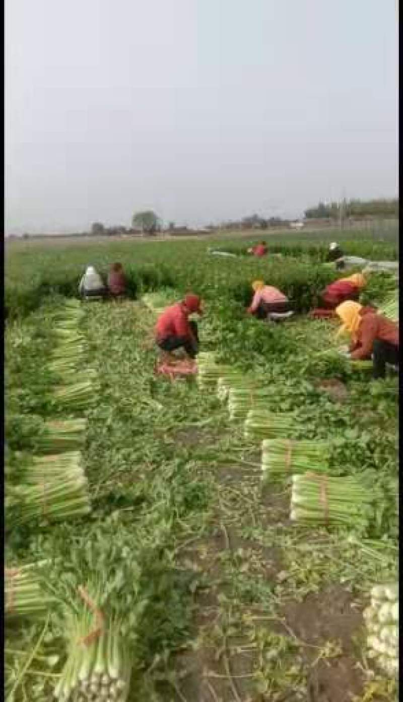 惠民，芹菜冷棚芹菜大量现货，高度70左右价格美丽