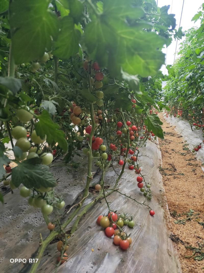 大量出售小番茄高端品种！