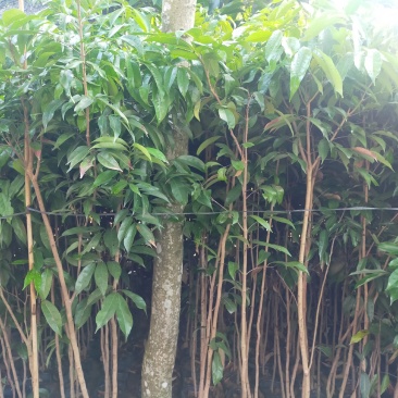 茘枝果苗，妃子笑果苗，桂味，糯米糍果苗各品种等，