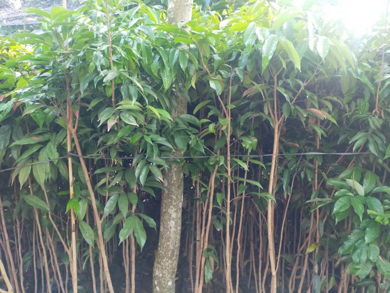 茘枝果苗，妃子笑果苗，桂味，糯米糍果苗各品种等，