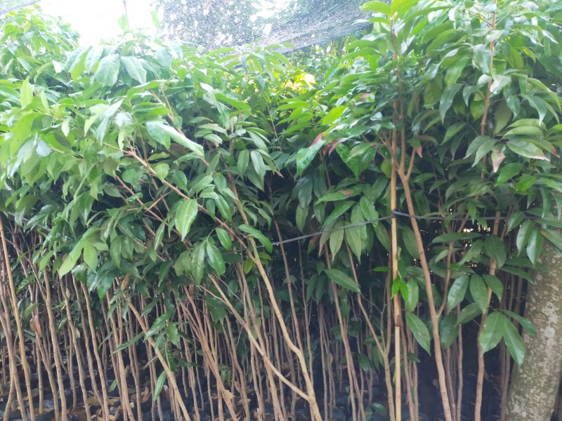 茘枝果苗，妃子笑果苗，桂味，糯米糍果苗各品种等，