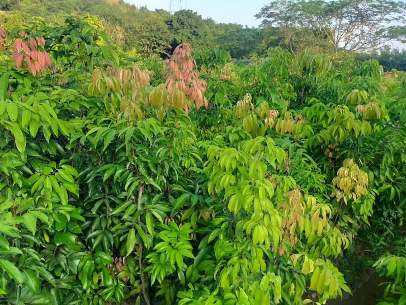 茘枝果苗，妃子笑果苗，桂味，糯米糍果苗各品种等，