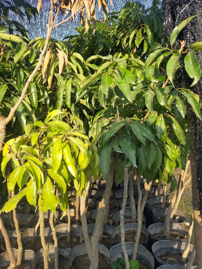茘枝果苗，妃子笑果苗，桂味，糯米糍果苗各品种等，