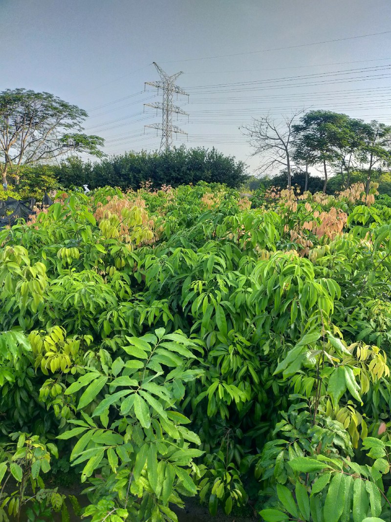 茘枝果苗，妃子笑果苗，桂味，糯米糍果苗各品种等，