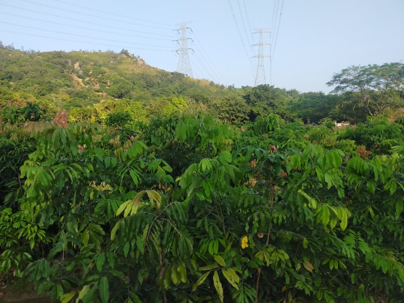 茘枝果苗，妃子笑果苗，桂味，糯米糍果苗各品种等，