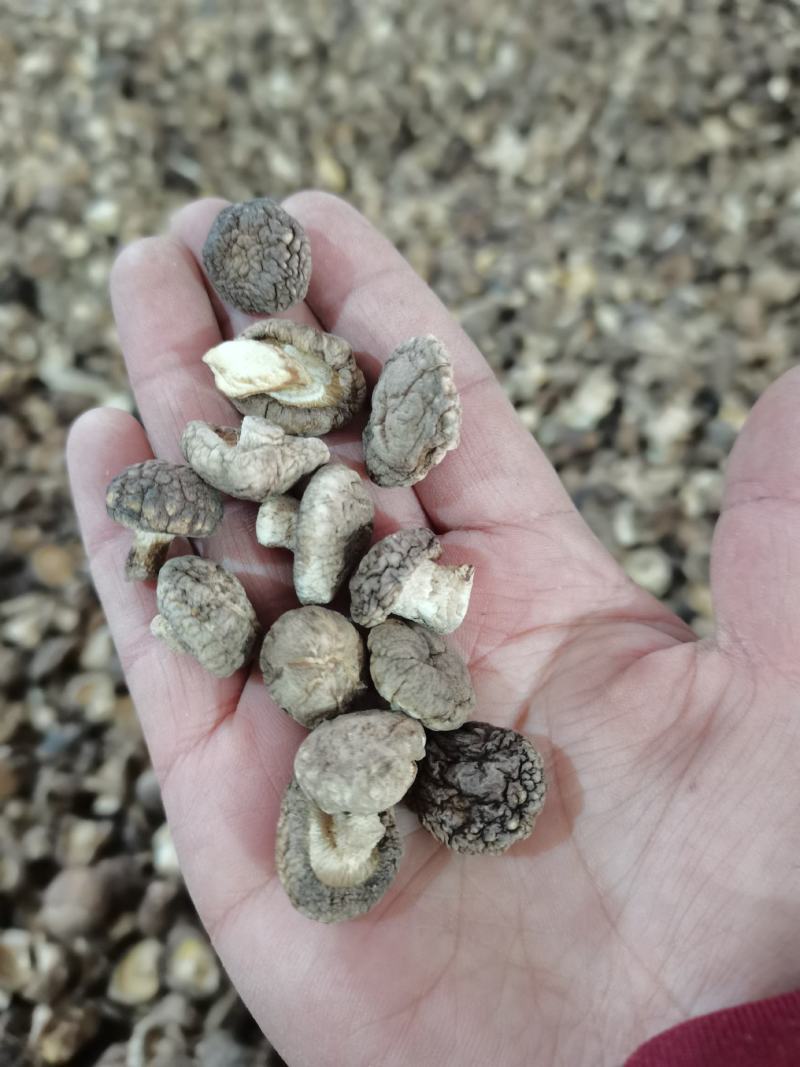 特小香菇1.8公分珍珠迷你小香菇原产地直发大量现货批发