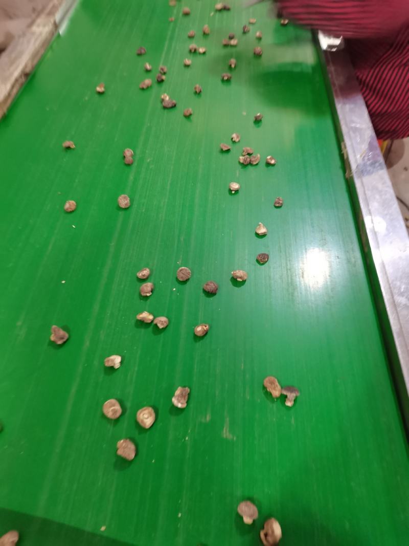 特小香菇1.8公分珍珠迷你小香菇原产地直发大量现货批发