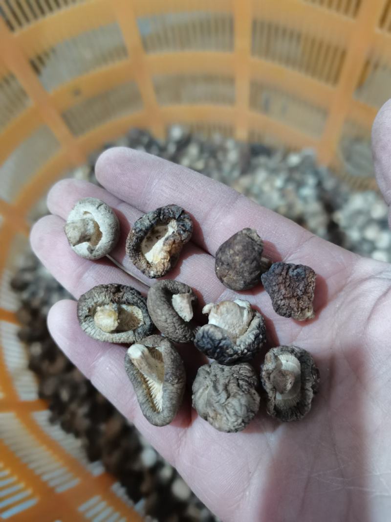 特小香菇1.8公分珍珠迷你小香菇原产地直发大量现货批发