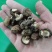 特小香菇1.8公分珍珠迷你小香菇原产地直发大量现货批发
