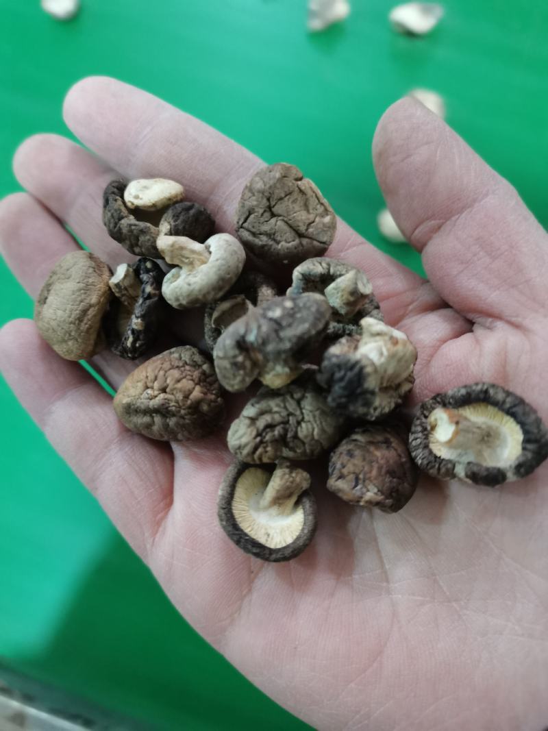 特小香菇1.8公分珍珠迷你小香菇原产地直发大量现货批发