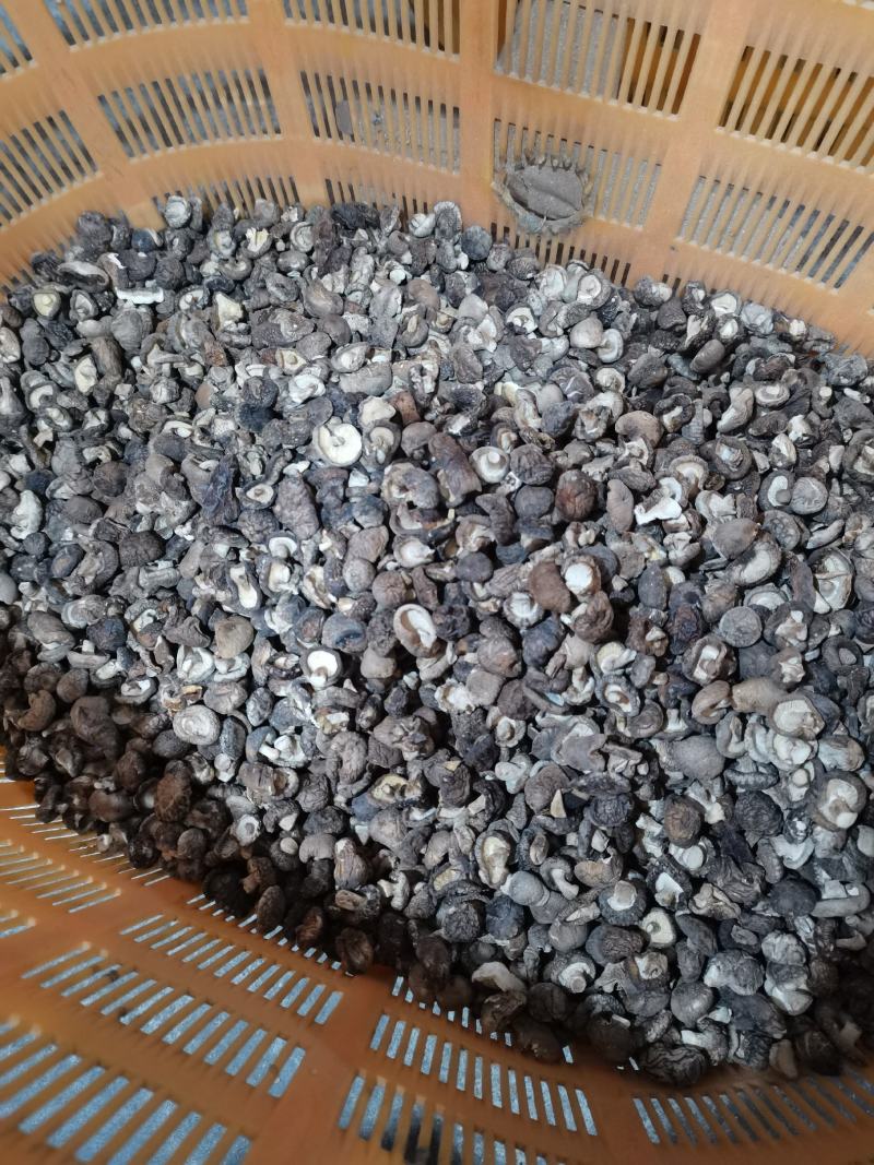 特小香菇1.8公分珍珠迷你小香菇原产地直发大量现货批发