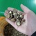 特小香菇1.8公分珍珠迷你小香菇原产地直发大量现货批发