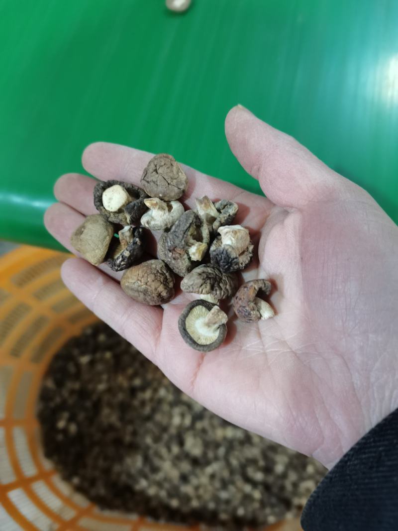 特小香菇1.8公分珍珠迷你小香菇原产地直发大量现货批发