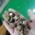 特小香菇1.8公分珍珠迷你小香菇原产地直发大量现货批发