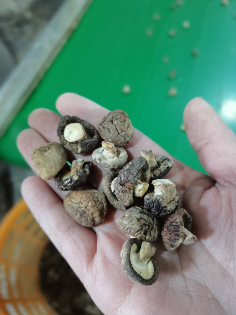特小香菇1.8公分珍珠迷你小香菇原产地直发大量现货批发