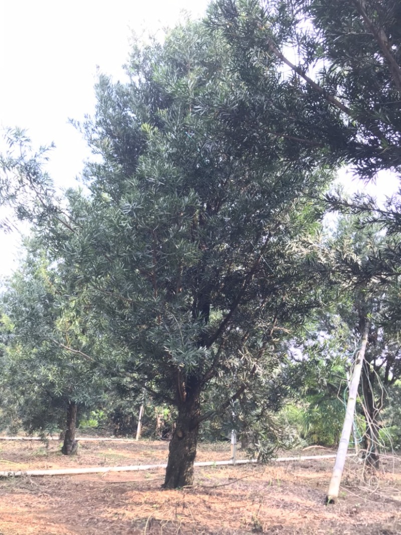 罗汉松风景优美，可种植院子阳台盆景