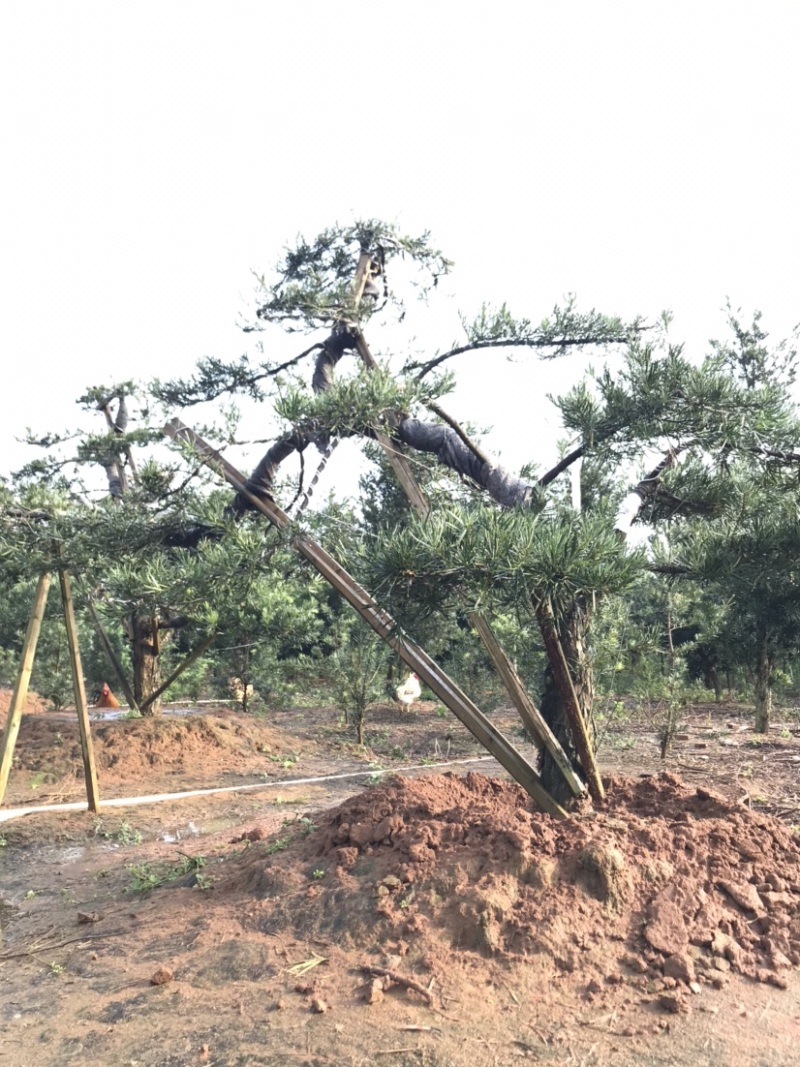 罗汉松风景优美，可种植院子阳台盆景