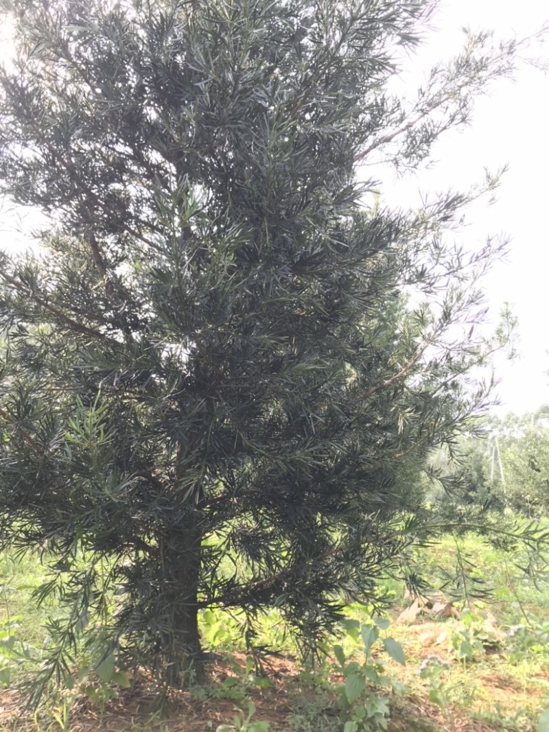 罗汉松风景优美，可种植院子阳台盆景