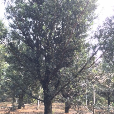 罗汉松风景优美，可种植院子阳台盆景